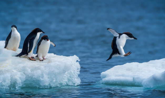 Polar Ice Is Not Following the Climate Crisis Narrative
